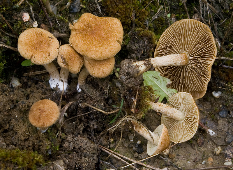 Inocybe dulcamara